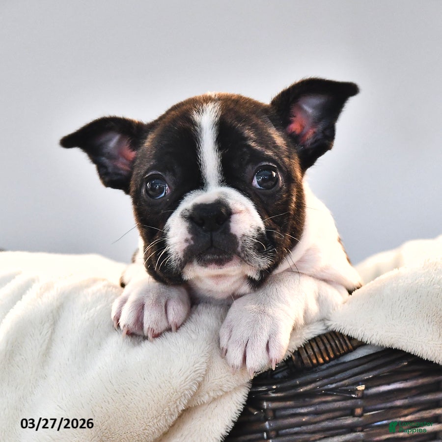 Frenchton dogs Kayla - Ad 2