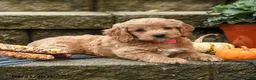 Cockapoo dogs for sale: Daisy - Ad 3