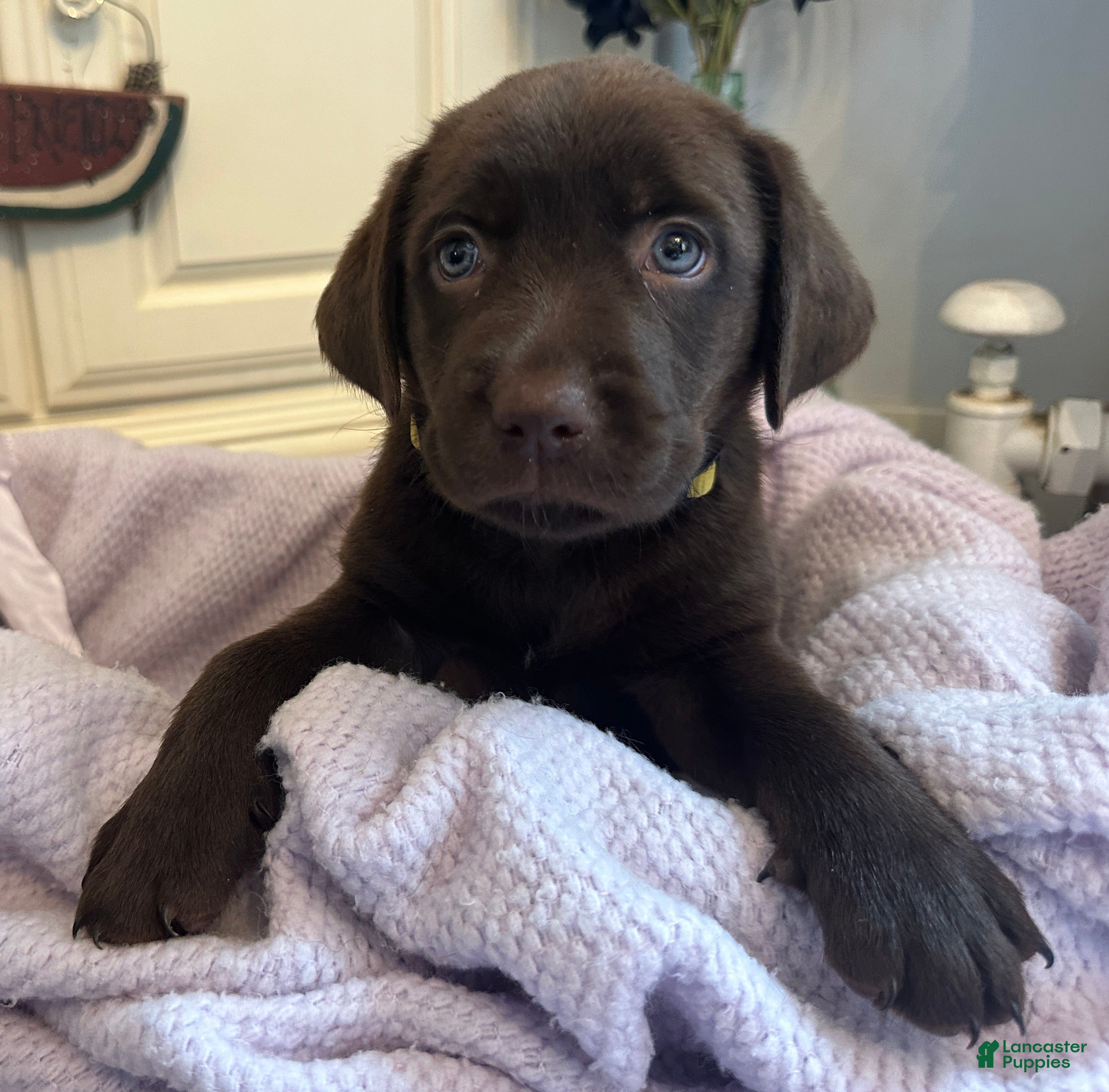 Labrador Retriever dogs Labrador Retriever Gold - Ad 27
