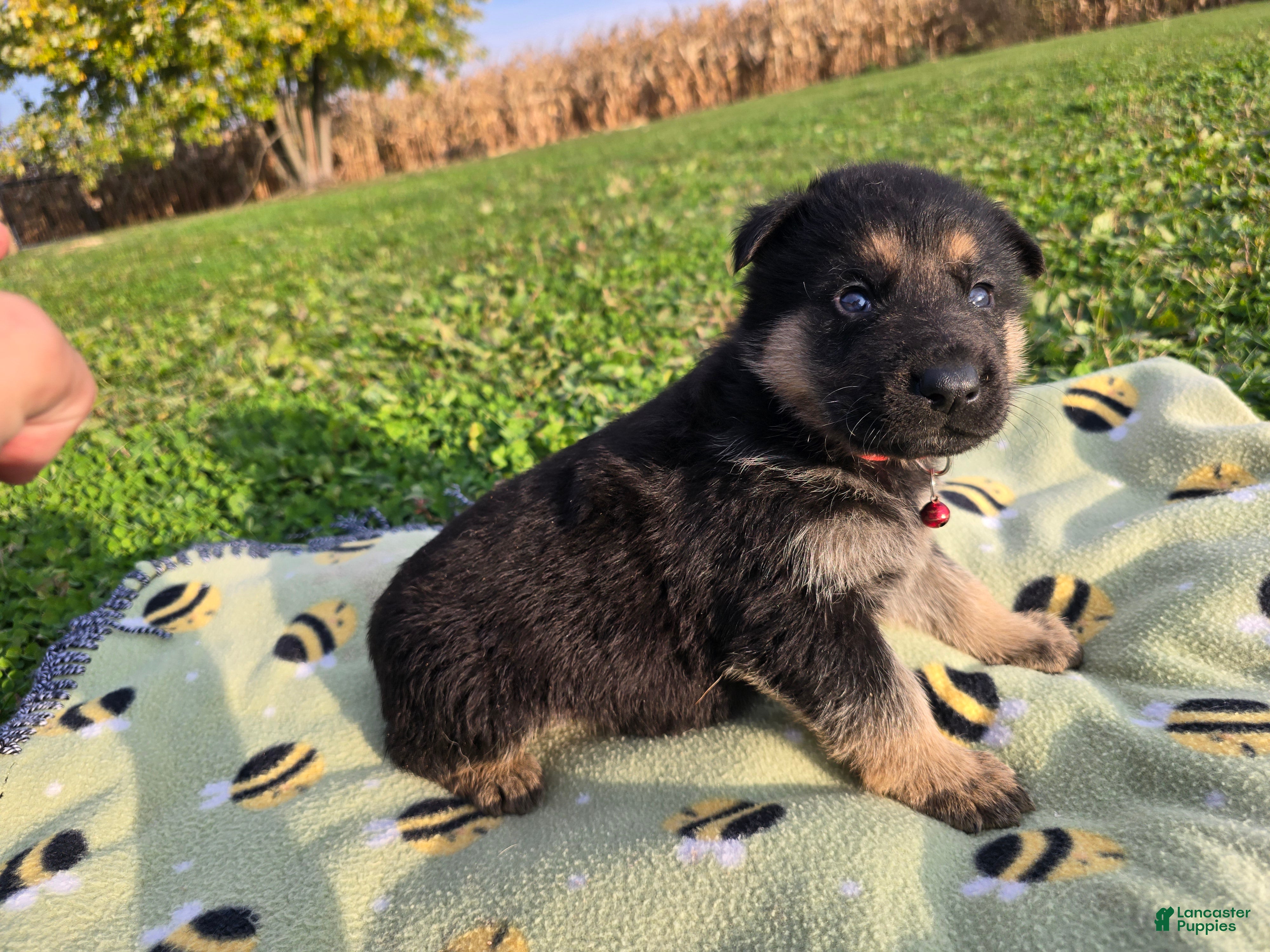 German Shepherd dogs for sale: German Shepherd 3 - Ad 1