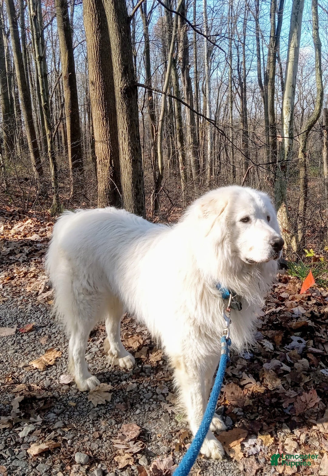 Gallery Image {{count}}