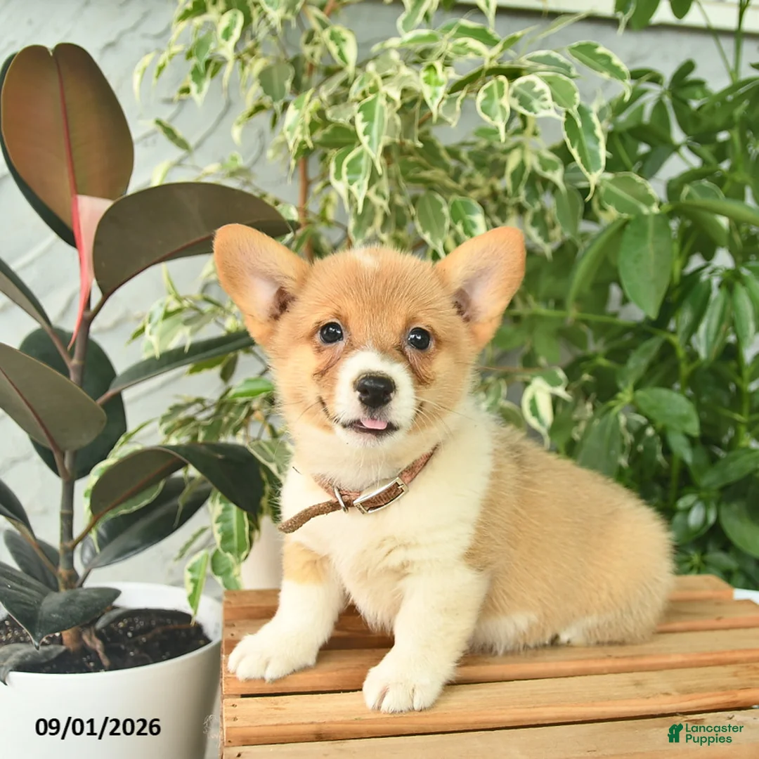 Welsh Corgi Pembroke dogs for sale: Harmony  - Ad 2