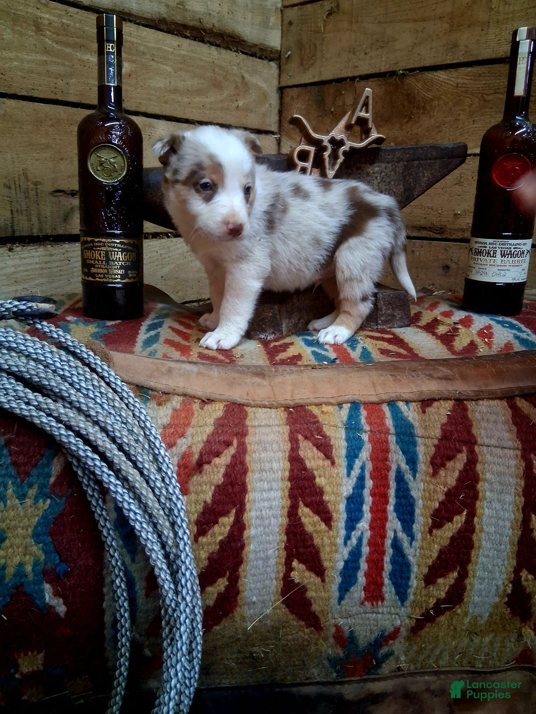 Border Collie dogs for sale: Border Collie Puppy 1 - Ad 4