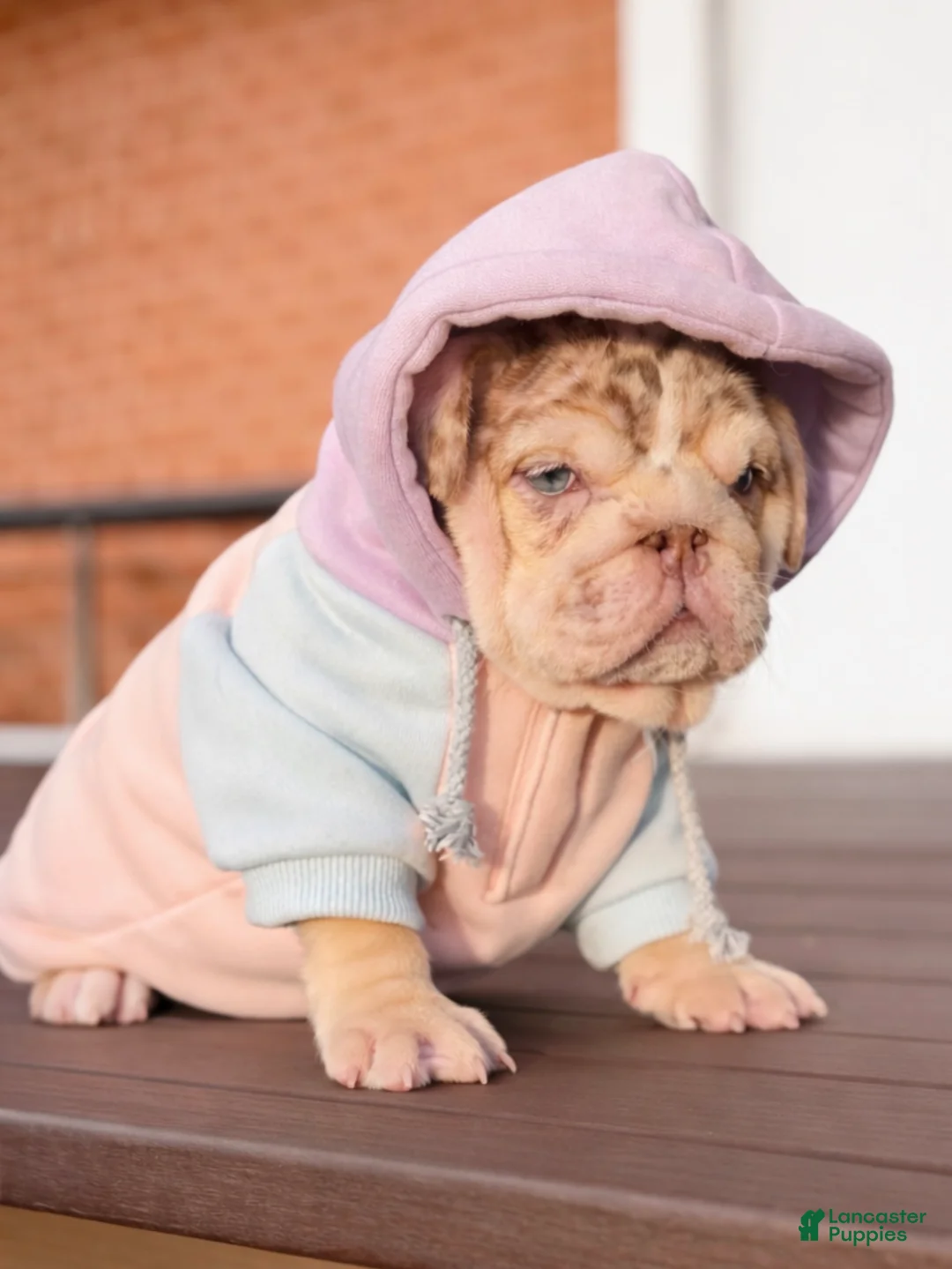 English Bulldog dogs for sale: Bonnie - Ad 2