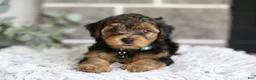 Yorkiepoo dogs for sale: Bentley - Ad 14