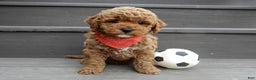 Mini Goldendoodle dogs for sale: Blake - Ad 2