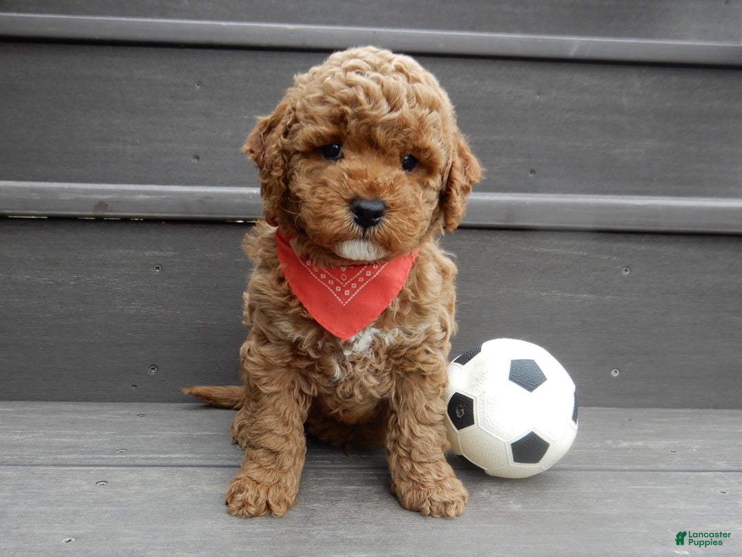 Mini Goldendoodle dogs for sale: Blake - Ad 2
