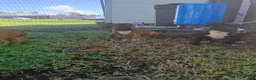 Mixed Breed dogs for sale: Mixed Breed 3 - Ad 5