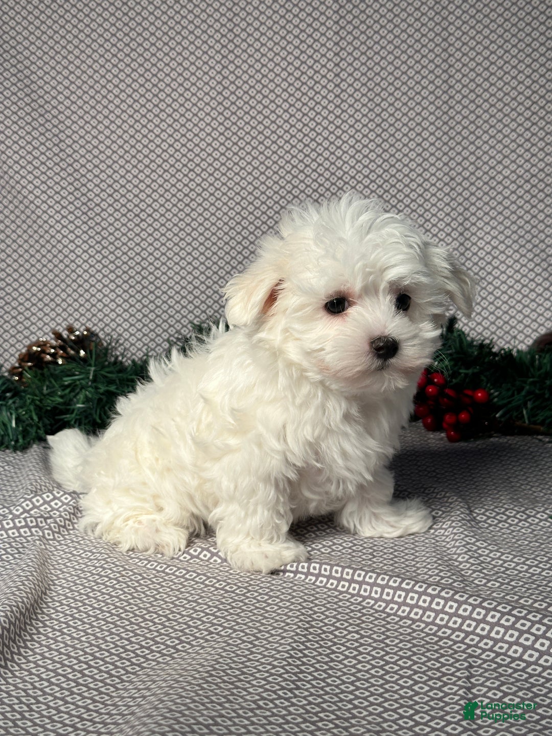 Maltese dogs for sale: James - Ad 5