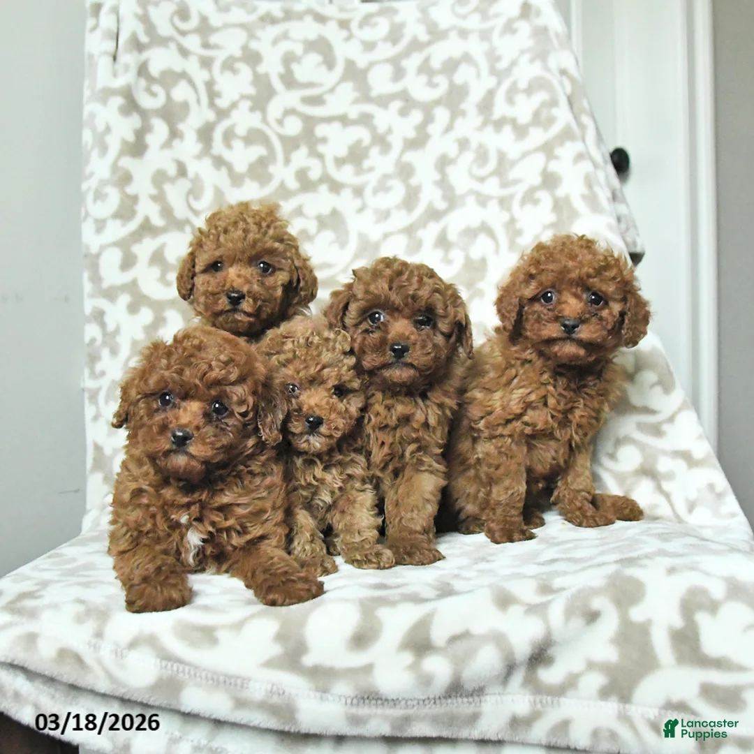 Miniature Poodle dogs for sale: Rusty - Ad 3
