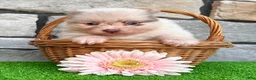 Pomeranian dogs for sale: Sugar - Ad 3