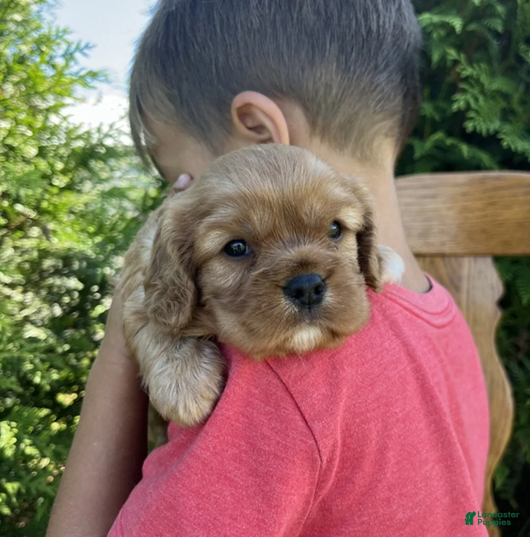 Cavalier King Charles Spaniel dogs for sale: Violet - Ad 1