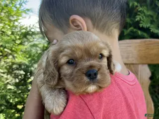 Cavalier King Charles Spaniel dogs Violet - Ad 33
