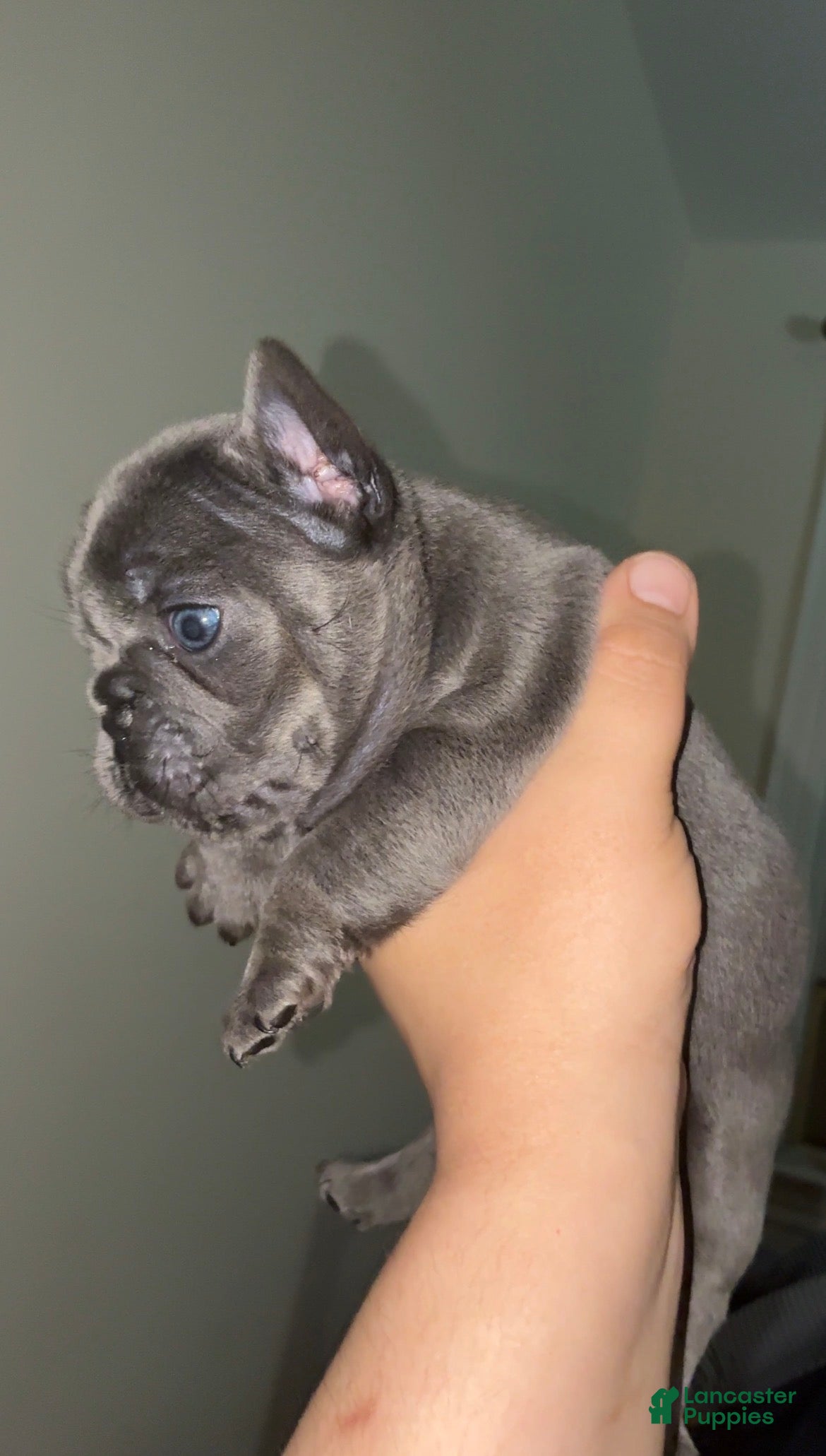 French Bulldog dogs French Bulldog 1 - Ad 5