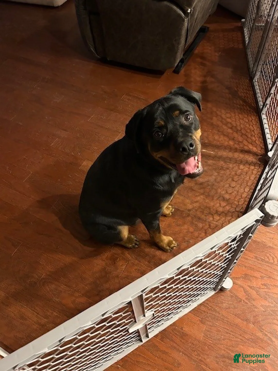 Rottweiler dogs for sale: Chyna - Ad 2