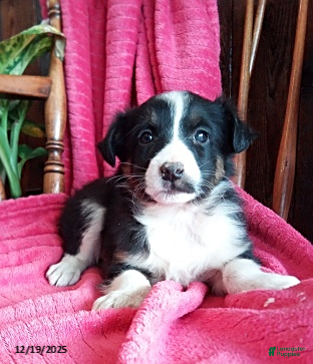 Miniature Australian Shepherd dogs for sale: Nicholas - Ad 1