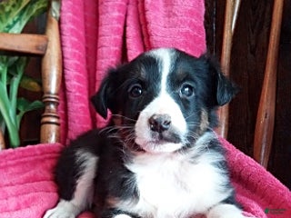 Miniature Australian Shepherd dogs Nicholas - Ad 10