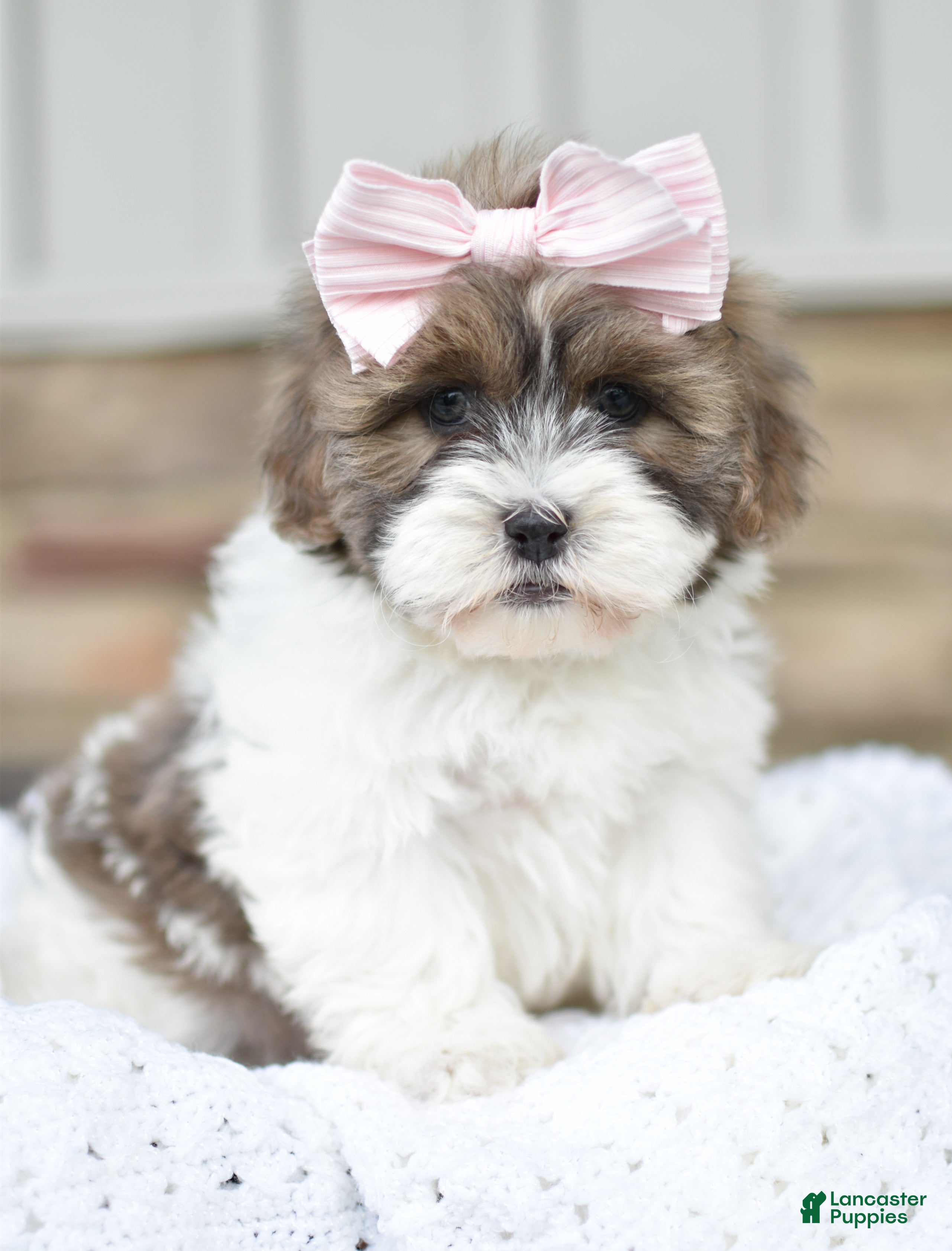 Mixed Breed dogs for sale: Sophia - Ad 1