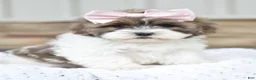 Mixed Breed dogs for sale: Sophia - Ad 1
