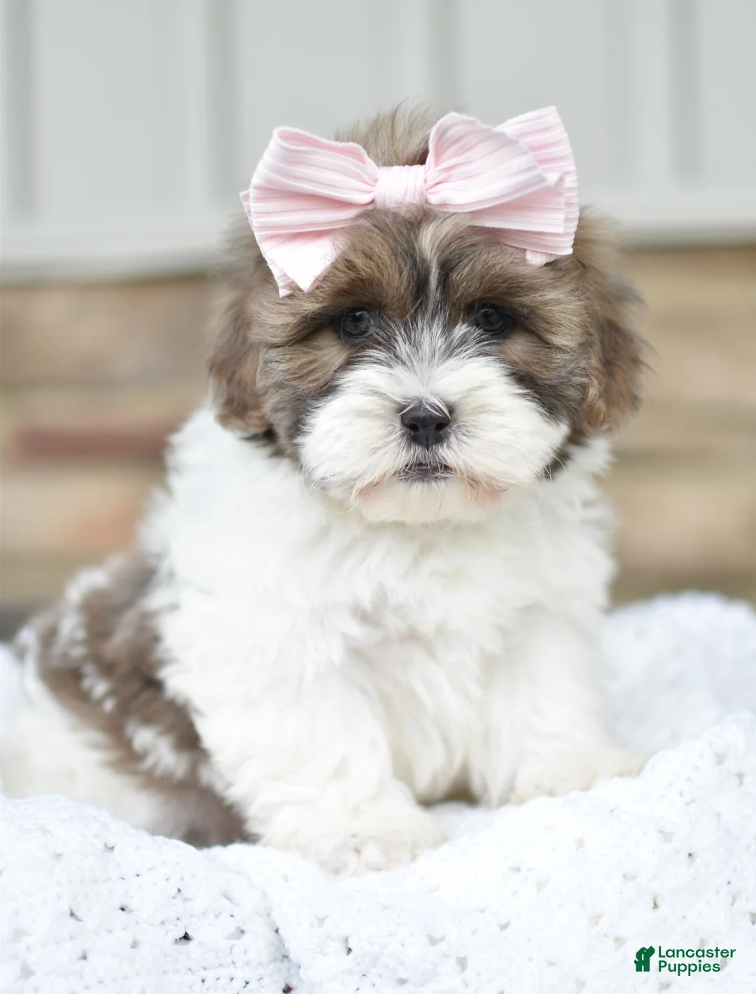 Mixed Breed dogs for sale: Sophia - Ad 1