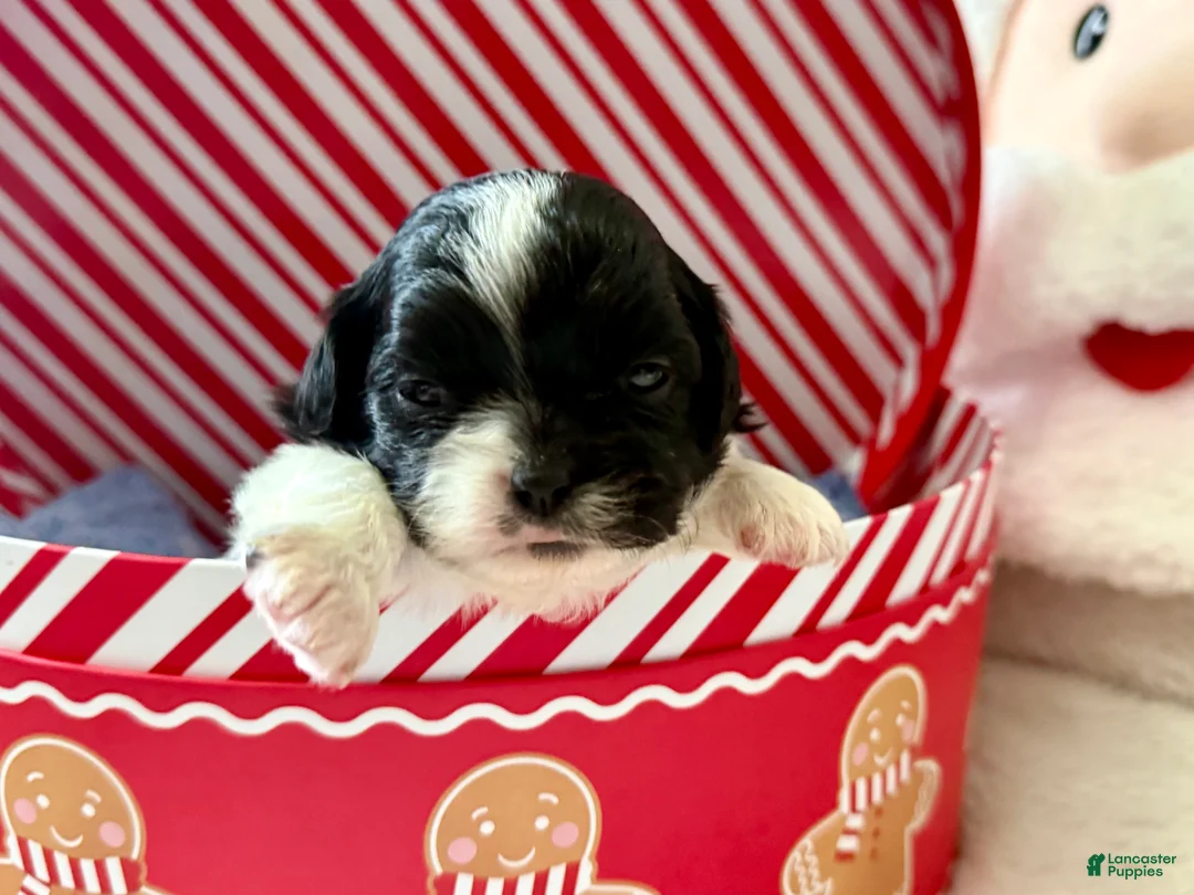 Shihpoo dogs for sale: Glinda  - Ad 10