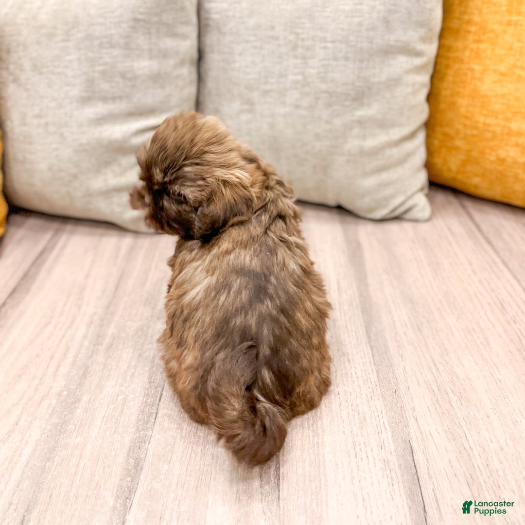 Shih Tzu dogs for sale: Chief - Ad 5