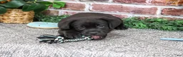 Labrador Retriever dogs for sale: Moonstone - Ad 4