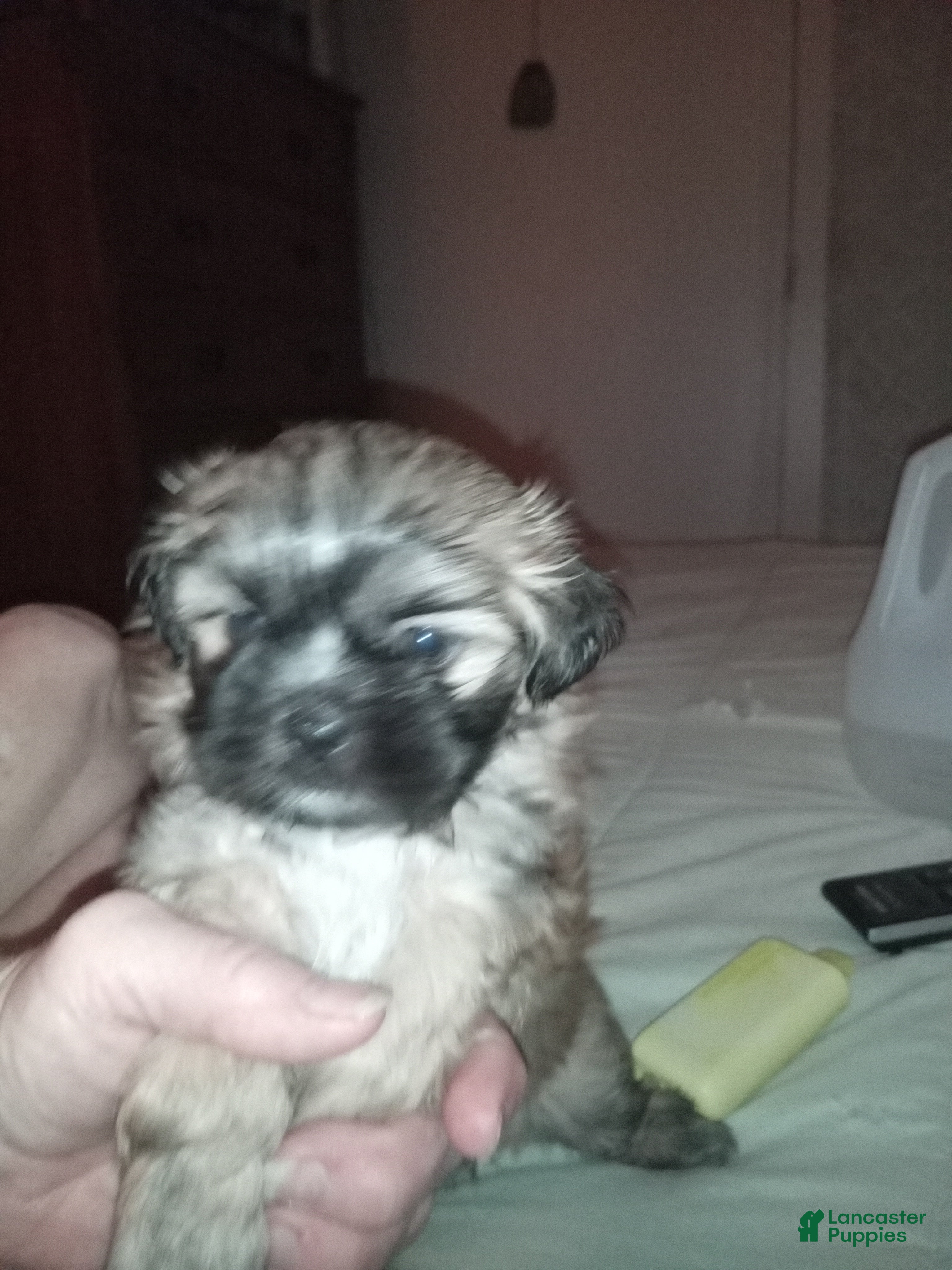 Shihpoo dogs for sale: Shihpoo 2 - Ad 1