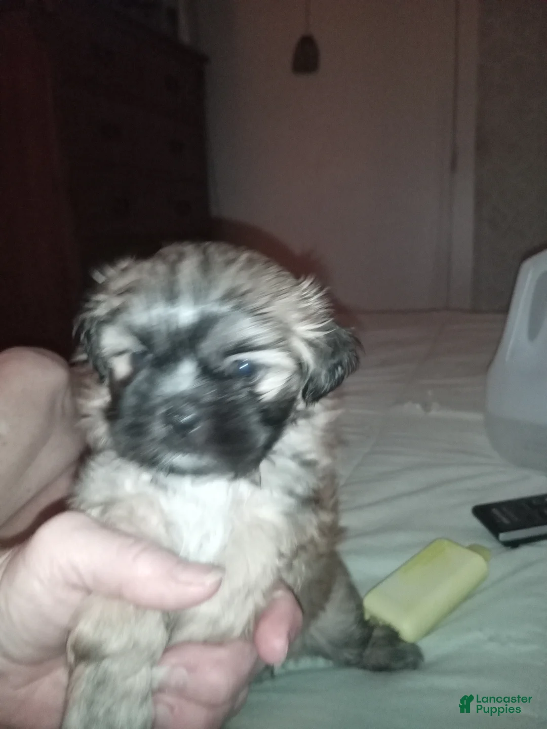 Shihpoo dogs for sale: Shihpoo 2 - Ad 1
