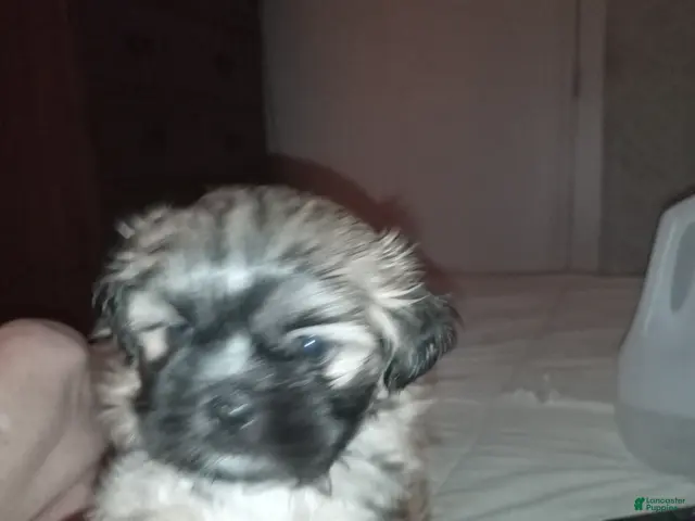 Shihpoo dogs for sale: Shihpoo 2 - Ad 1