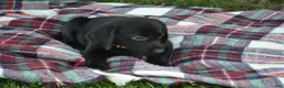 Labrador Retriever dogs for sale: Kate - Ad 3