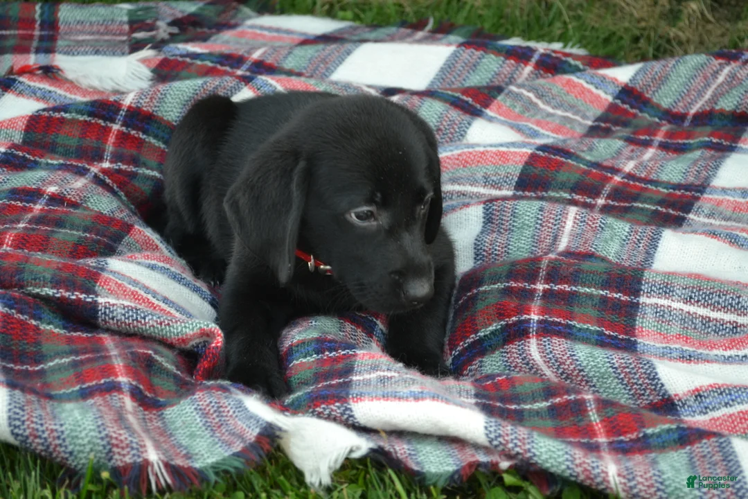 Labrador Retriever dogs for sale: Kate - Ad 3