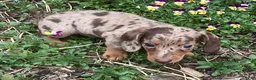 Miniature Dachshund dogs for sale: Popcorn  - Ad 6