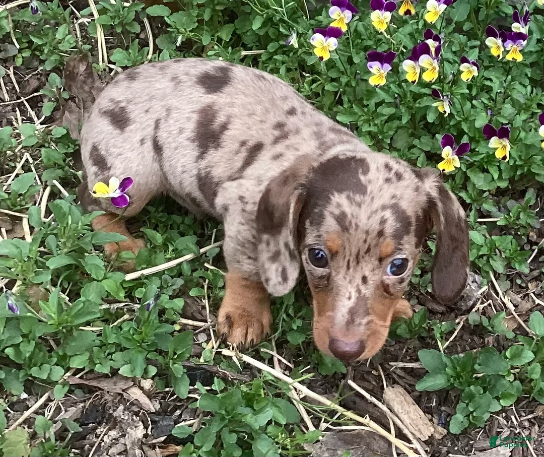 Miniature Dachshund dogs for sale: Popcorn  - Ad 6