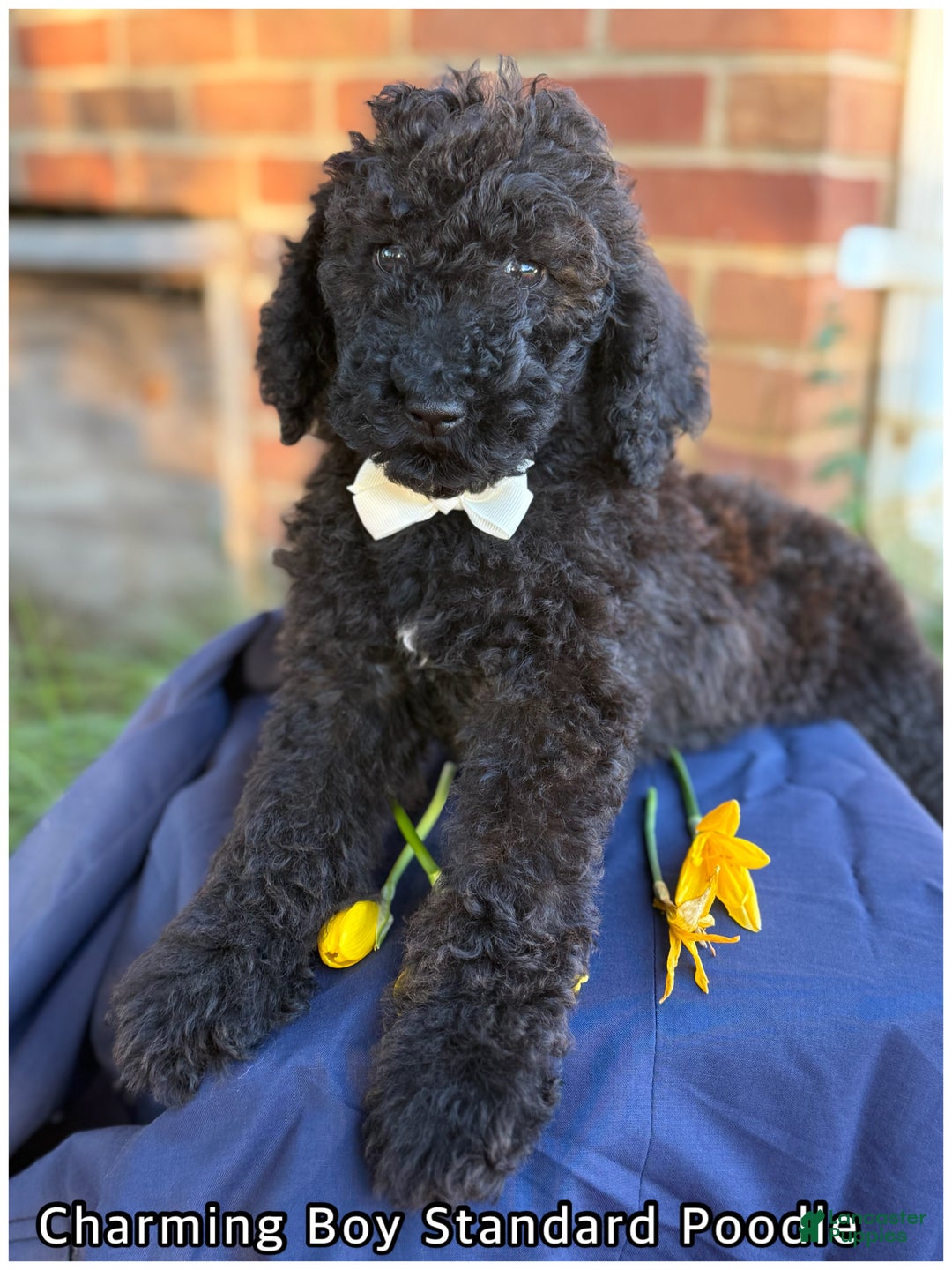 Standard Poodle dogs for sale: Standard Poodle litter of 5 puppies - Ad 3