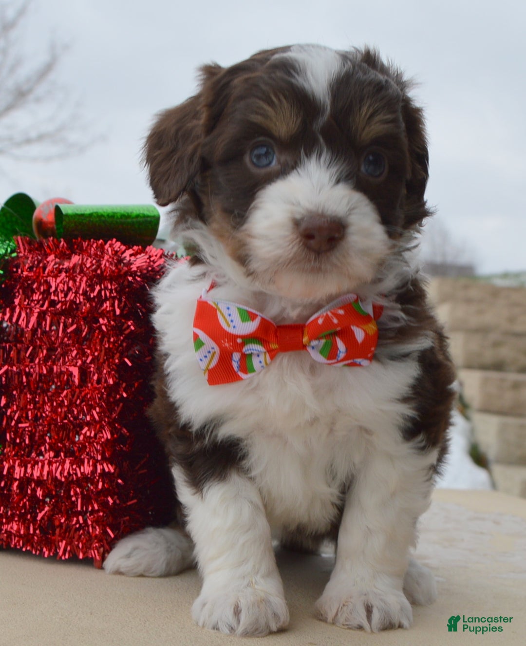Mini Aussiedoodle dogs for sale: Toy Autumn - Ad 10