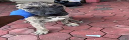 Presa Canario dogs for sale: Presa Canario 4 - Ad 3