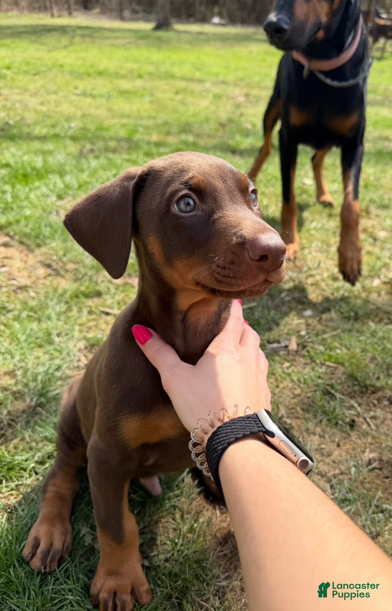 Doberman Pinscher dogs Doberman Pinscher Puppy 1 - Ad 1