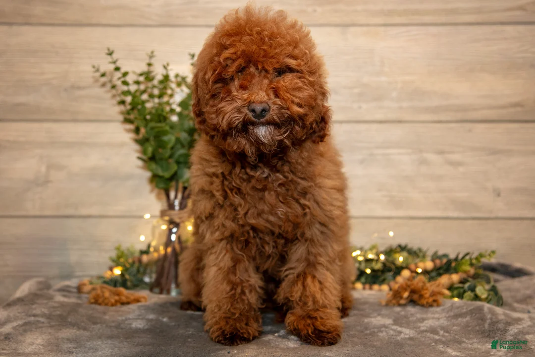 Mini Goldendoodle dogs for sale: Manny - Ad 1