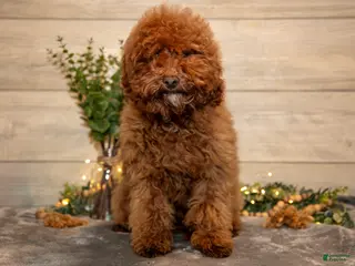 Mini Goldendoodle dogs for sale: Manny - Ad 1