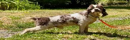 Cocker Spaniel dogs for sale: Cocker Spaniel Puppy 1 - Ad 11