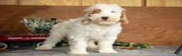Mini Goldendoodle dogs for sale: Hayes - Ad 2