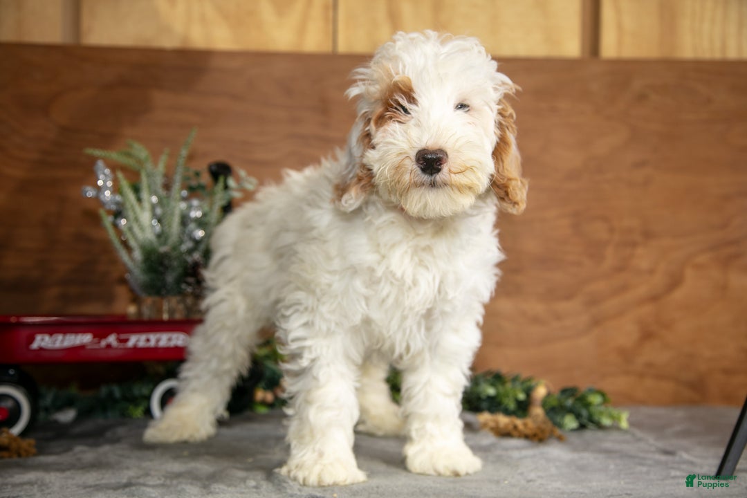 Mini Goldendoodle dogs for sale: Hayes - Ad 2