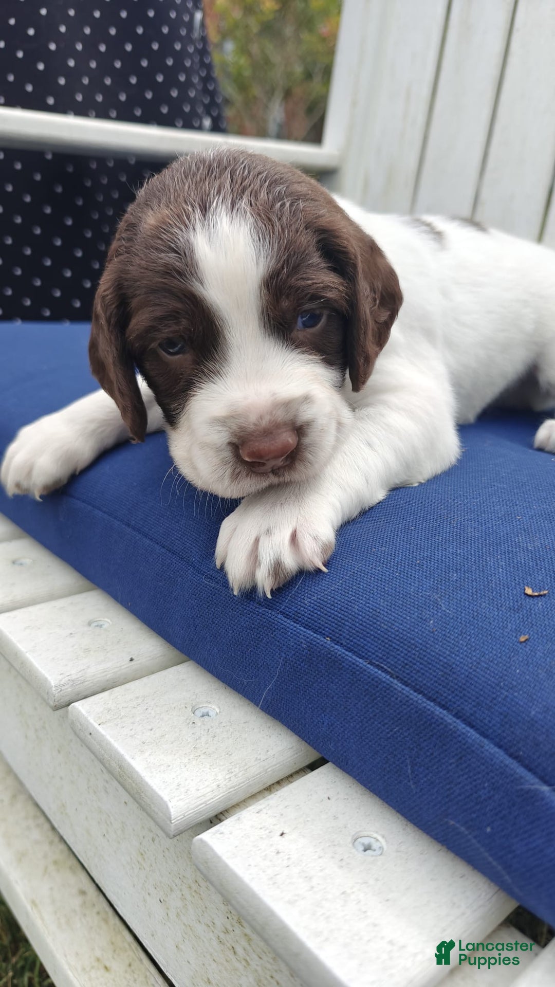 English Springer Spaniel dogs for sale: English Springer Spaniel Puppy 1 - Ad 1