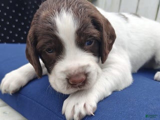 English Springer Spaniel dogs English Springer Spaniel Puppy 1 - Ad 16