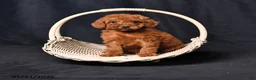 Toy Poodle dogs for sale: Tiny Charity - Ad 1