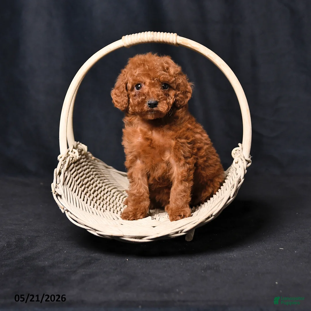 Toy Poodle dogs for sale: Tiny Charity - Ad 1