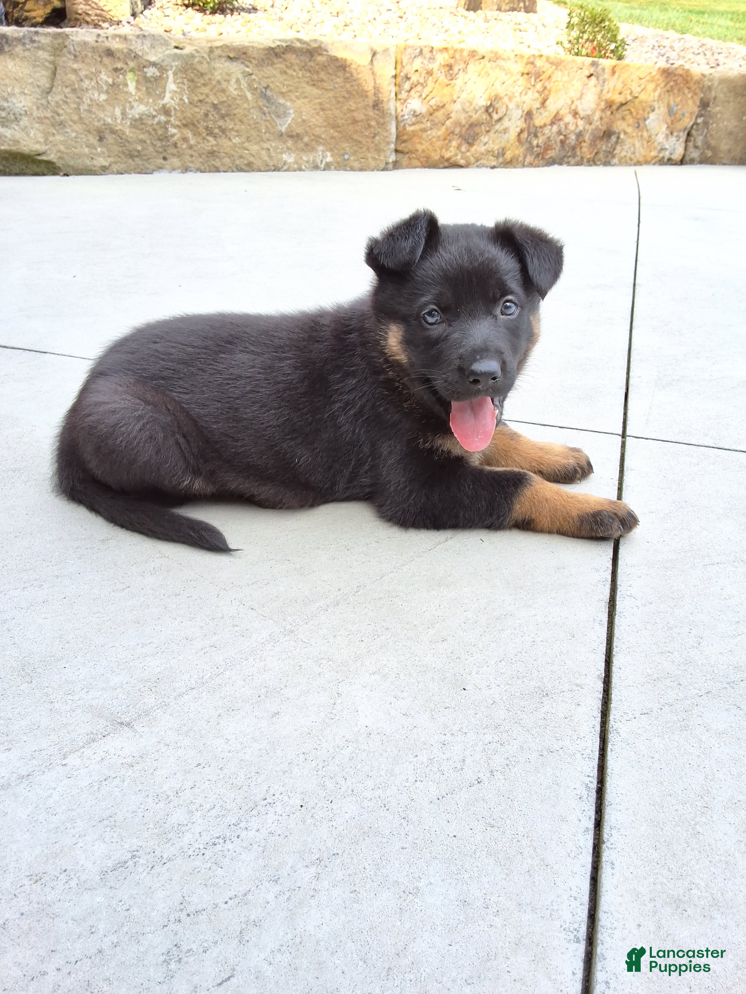 German Shepherd dogs for sale: Zeus - Ad 1