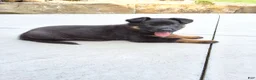 German Shepherd dogs for sale: Zeus - Ad 1