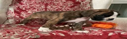 Boxer dogs for sale: Bella - Ad 4
